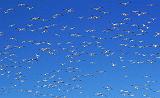 Big Flock Of Snow Geese_72630